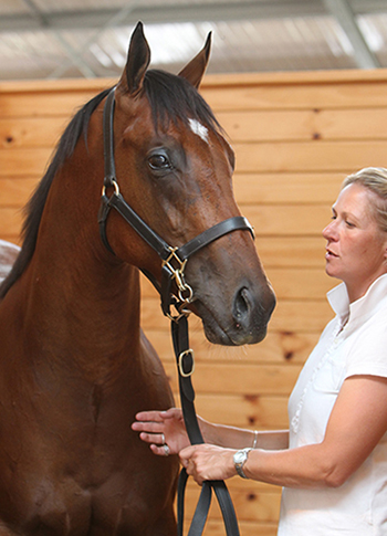 lot 533